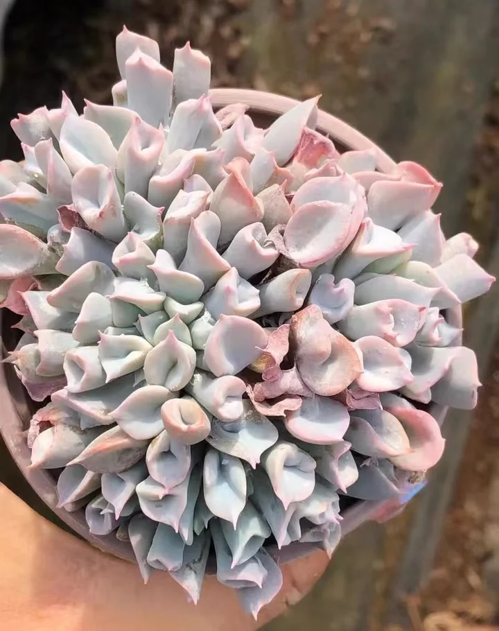 plant Aeonium Echeveria Haworthia  Caudex  Lithops Cactus  Agave 