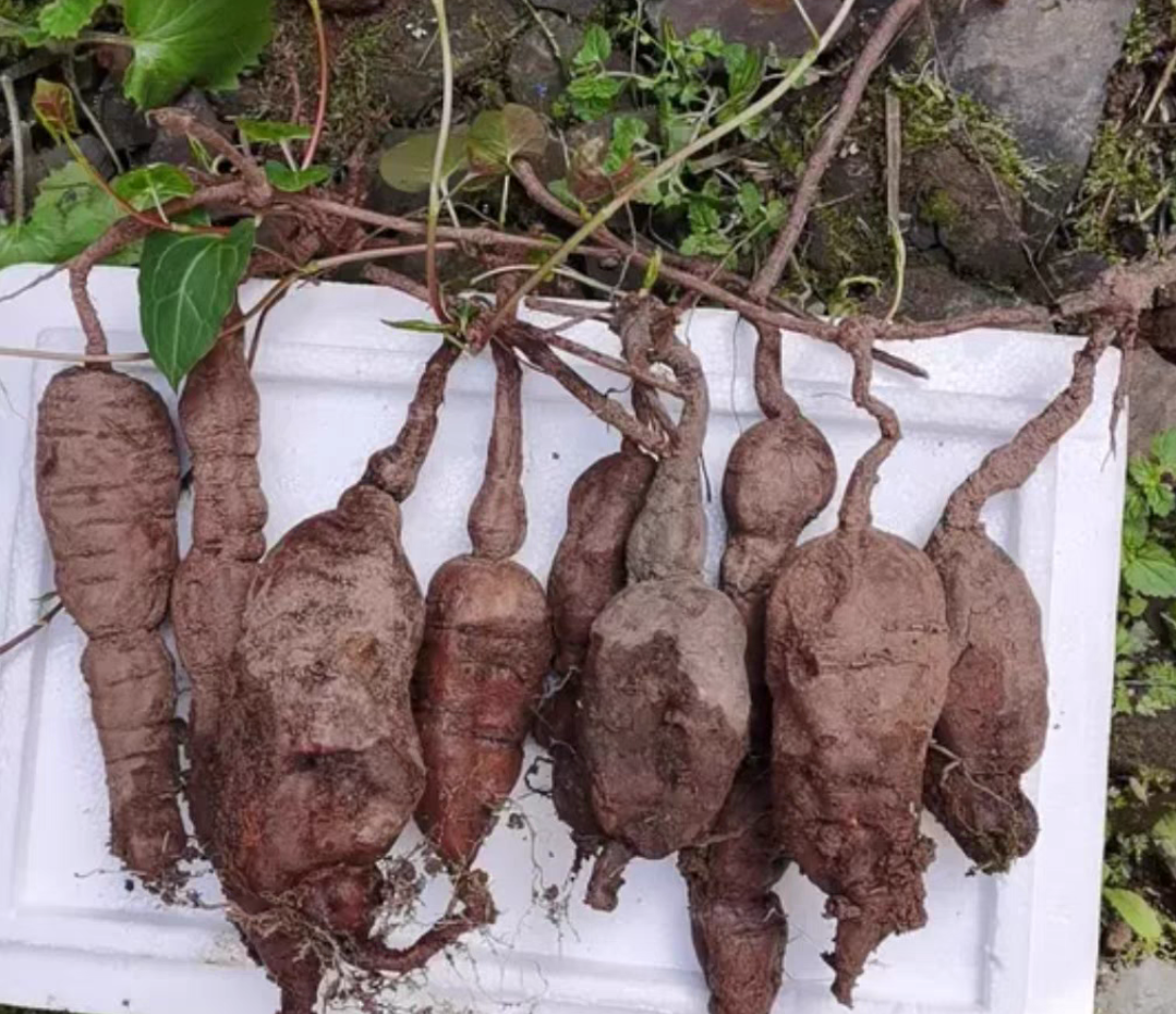 plant Aeonium Echeveria Haworthia  Caudex  Lithops Cactus  Agave 