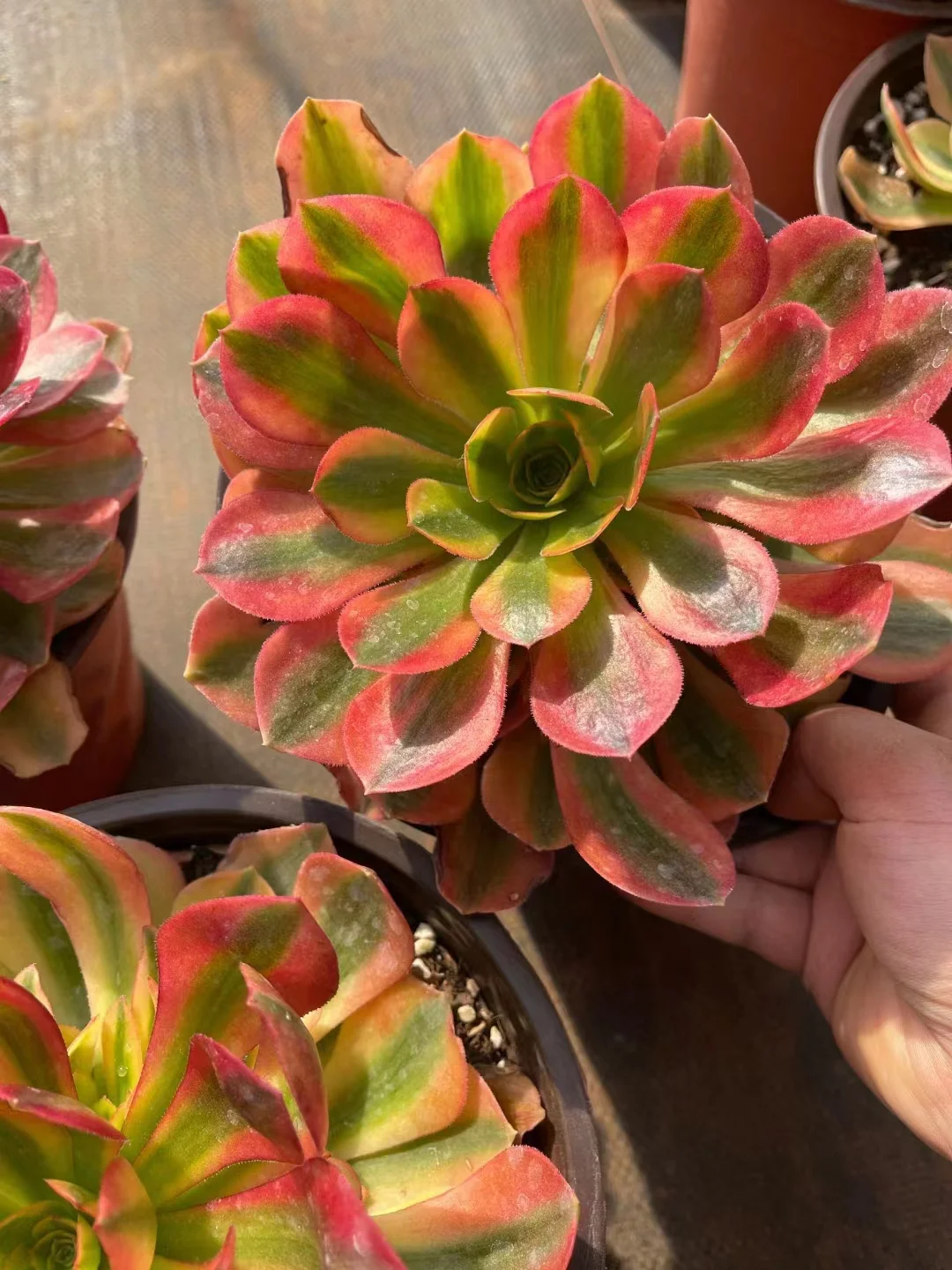 plant Aeonium Echeveria Haworthia  Caudex  Lithops Cactus  Agave 