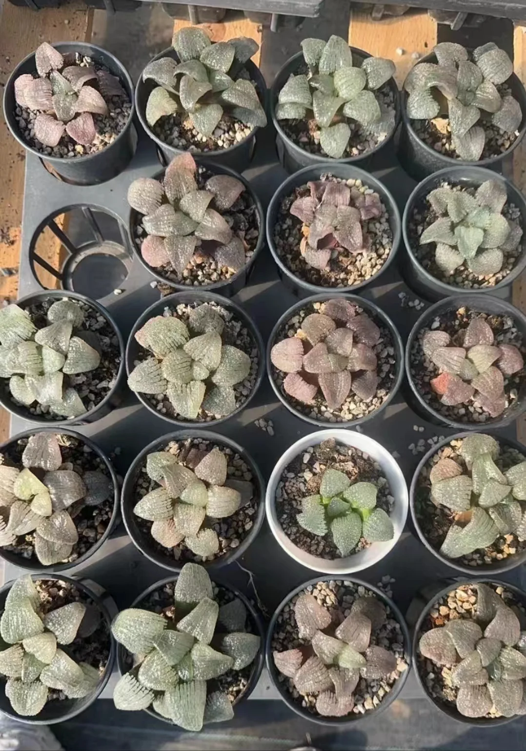 plant Aeonium Echeveria Haworthia  Caudex  Lithops Cactus  Agave 
