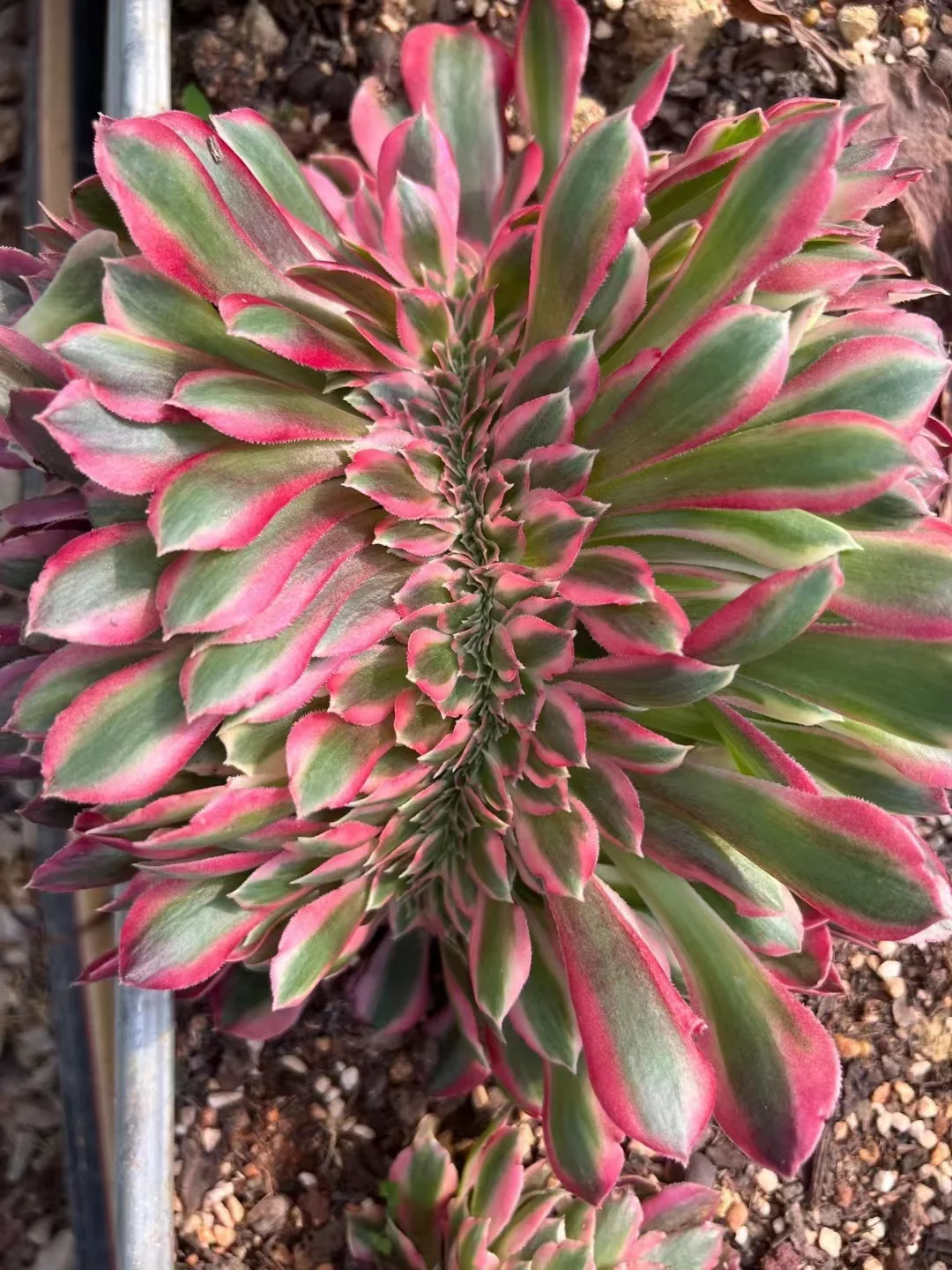 plant Aeonium Echeveria Haworthia  Caudex  Lithops Cactus  Agave 