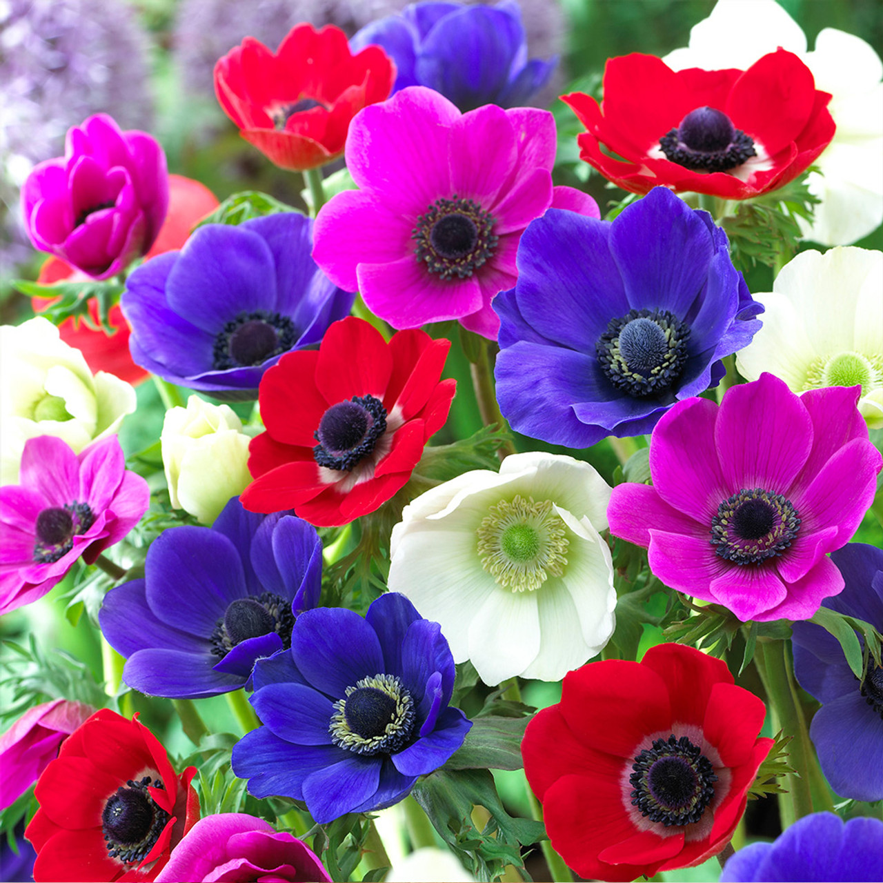De Caen Mix Anemone Seeds