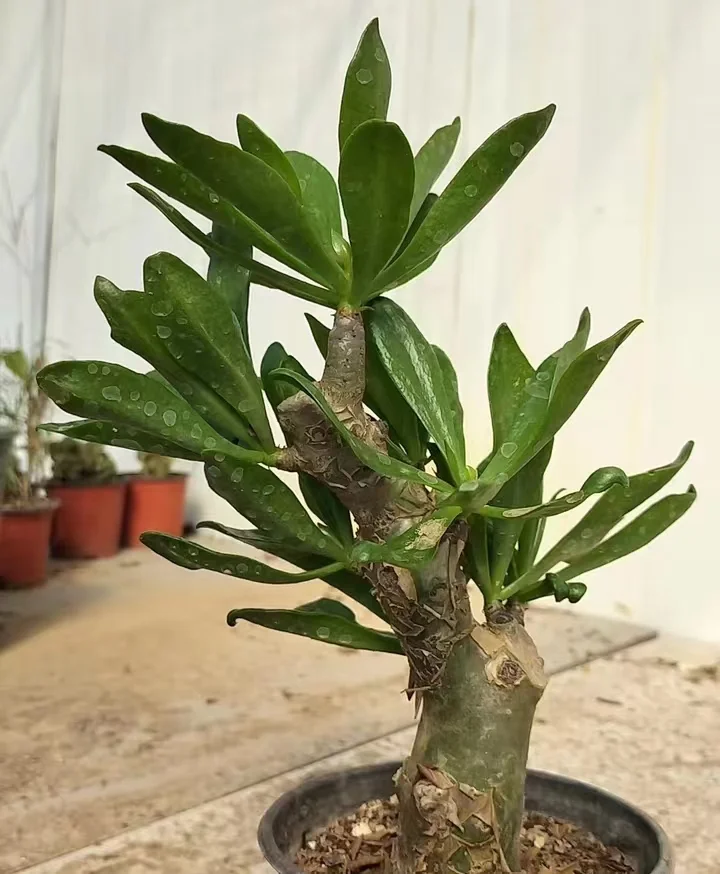 plant Aeonium Echeveria Haworthia  Caudex  Lithops Cactus  Agave 