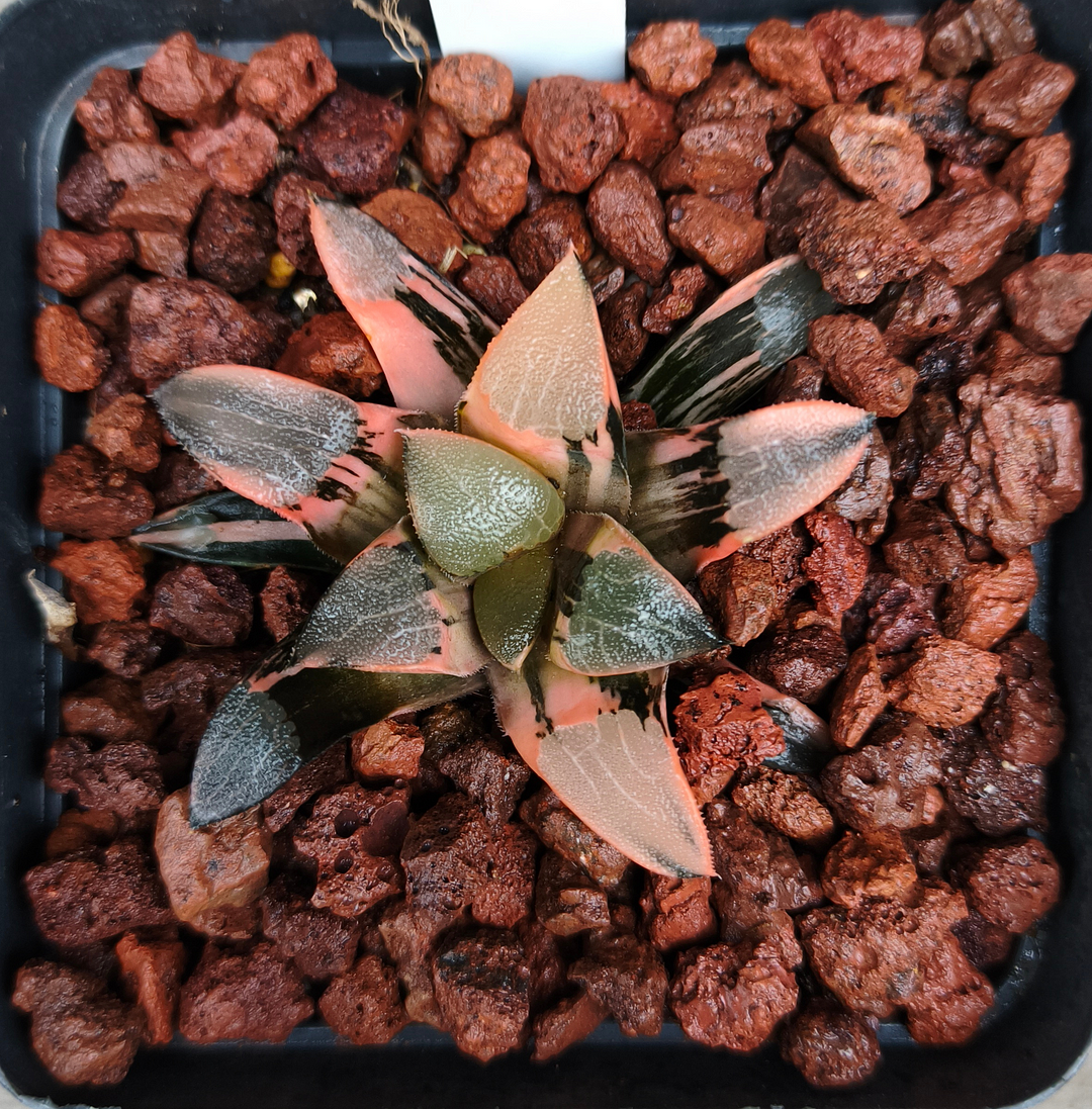 plant Aeonium Echeveria Haworthia  Caudex  Lithops Cactus  Agave 