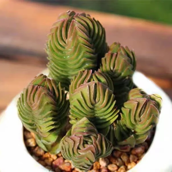 424.  Buddha's temple  single head and cluster/ Echeveria   / Succulent plants / Garden landscape / Carefully select healthy plants