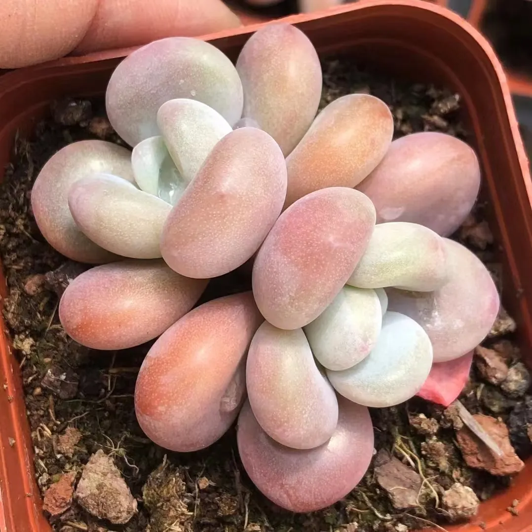 plant Aeonium Echeveria Haworthia  Caudex  Lithops Cactus  Agave 