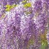 🌸WISTERIA - THE GARDEN&rsquo;S CASCADING BEAUTY ALL YEAR ROUND