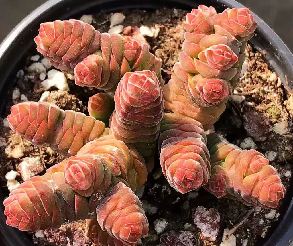 plant Aeonium Echeveria Haworthia  Caudex  Lithops Cactus  Agave 