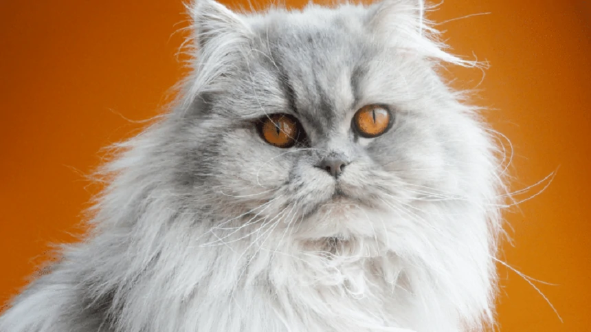 Persian cat breeds, characteristics and care guide