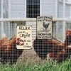 2pcs - Funny Chicken Lady - Vintage Metal Signs(8*12Inch/12*16Inch) - Chicken