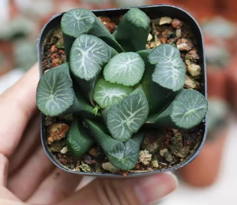 hts9.Haworthia maughanii 'oosirogiku 3-4cm/ Haworthia/ Succulent plants / Garden landscape / Carefully select healthy plants