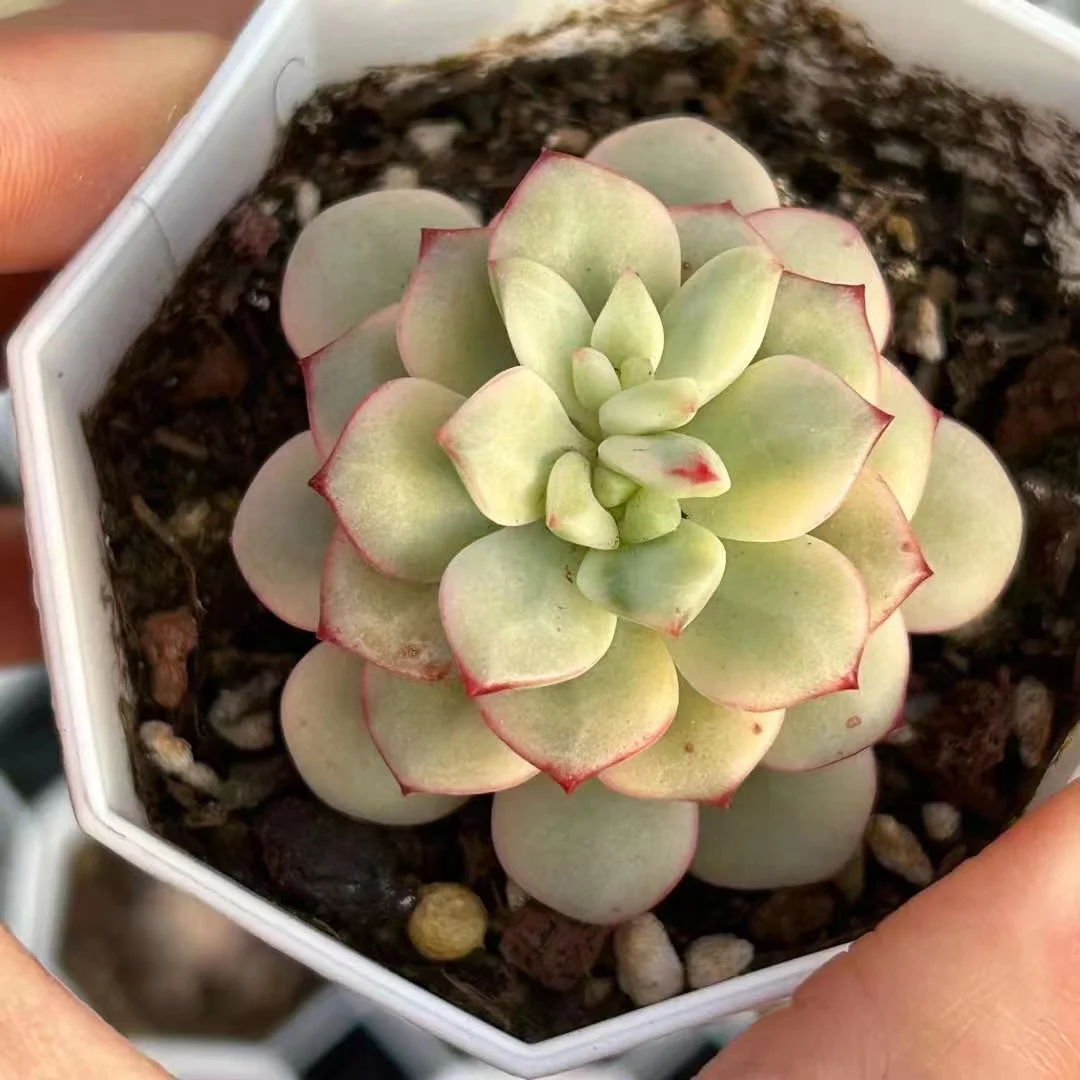 plant Aeonium Echeveria Haworthia  Caudex  Lithops Cactus  Agave 