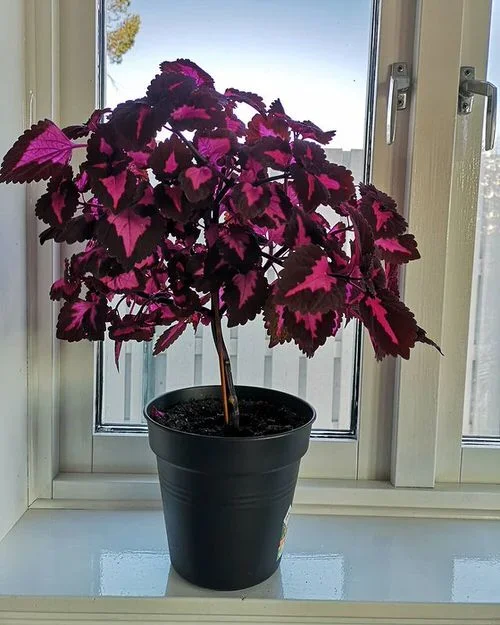 Coleus 'China Rose'