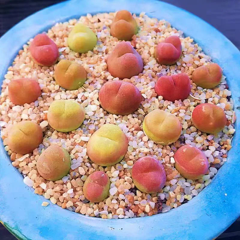 plant Aeonium Echeveria Haworthia  Caudex  Lithops Cactus  Agave 