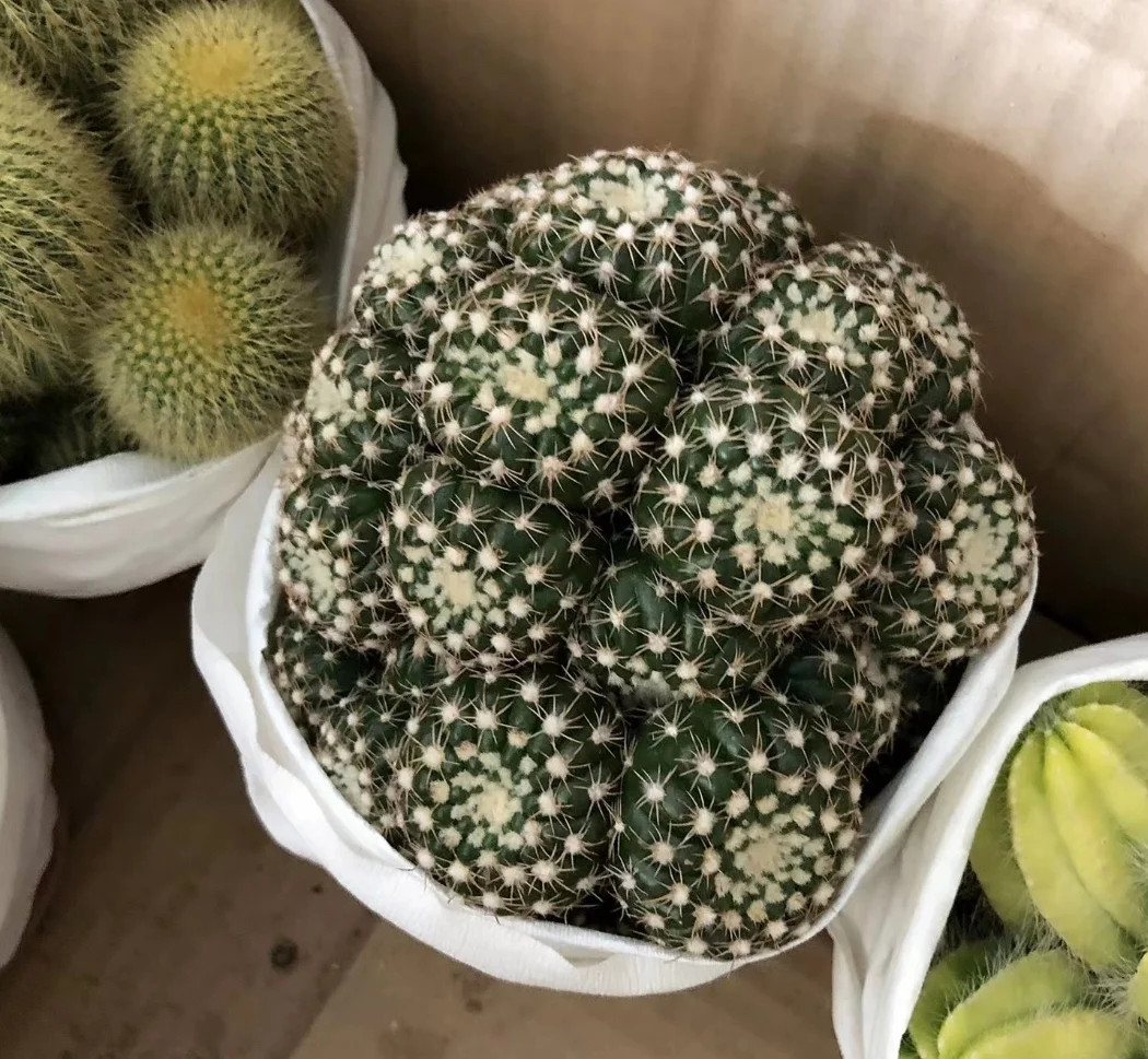 plant Aeonium Echeveria Haworthia  Caudex  Lithops Cactus  Agave 