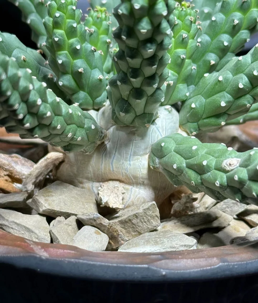 plant Aeonium Echeveria Haworthia  Caudex  Lithops Cactus  Agave 