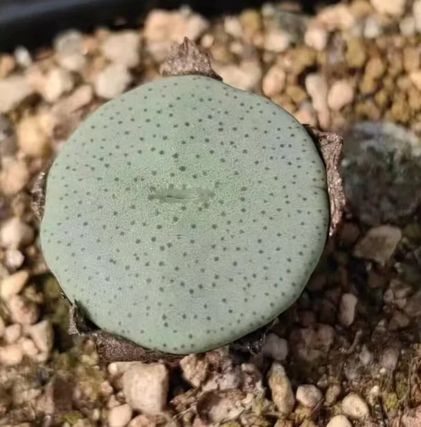 plant Aeonium Echeveria Haworthia  Caudex  Lithops Cactus  Agave 