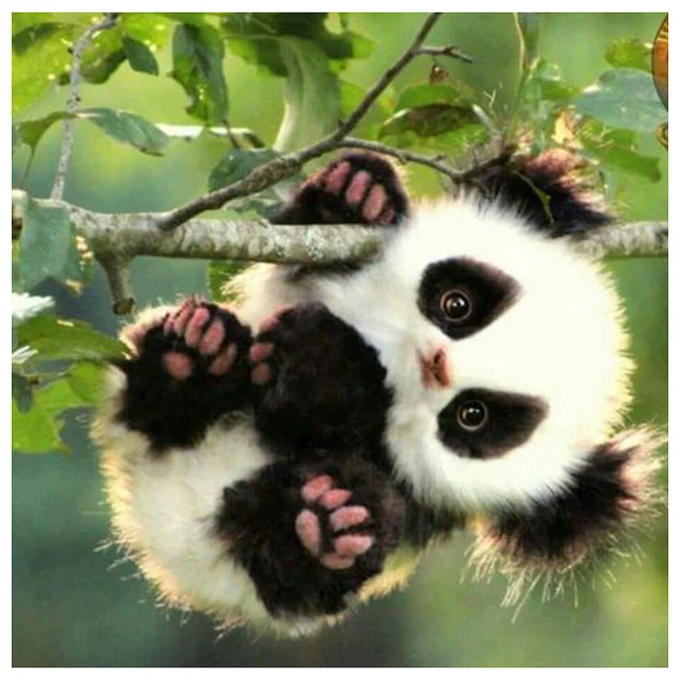 Lovely Panda Full Drill Diamond Painting 30X30CM(Canvas) gbfke