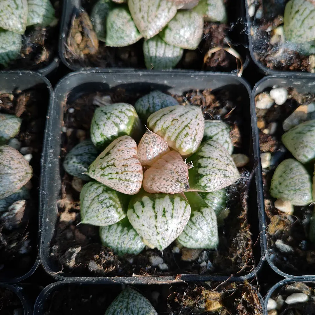 plant Aeonium Echeveria Haworthia  Caudex  Lithops Cactus  Agave 