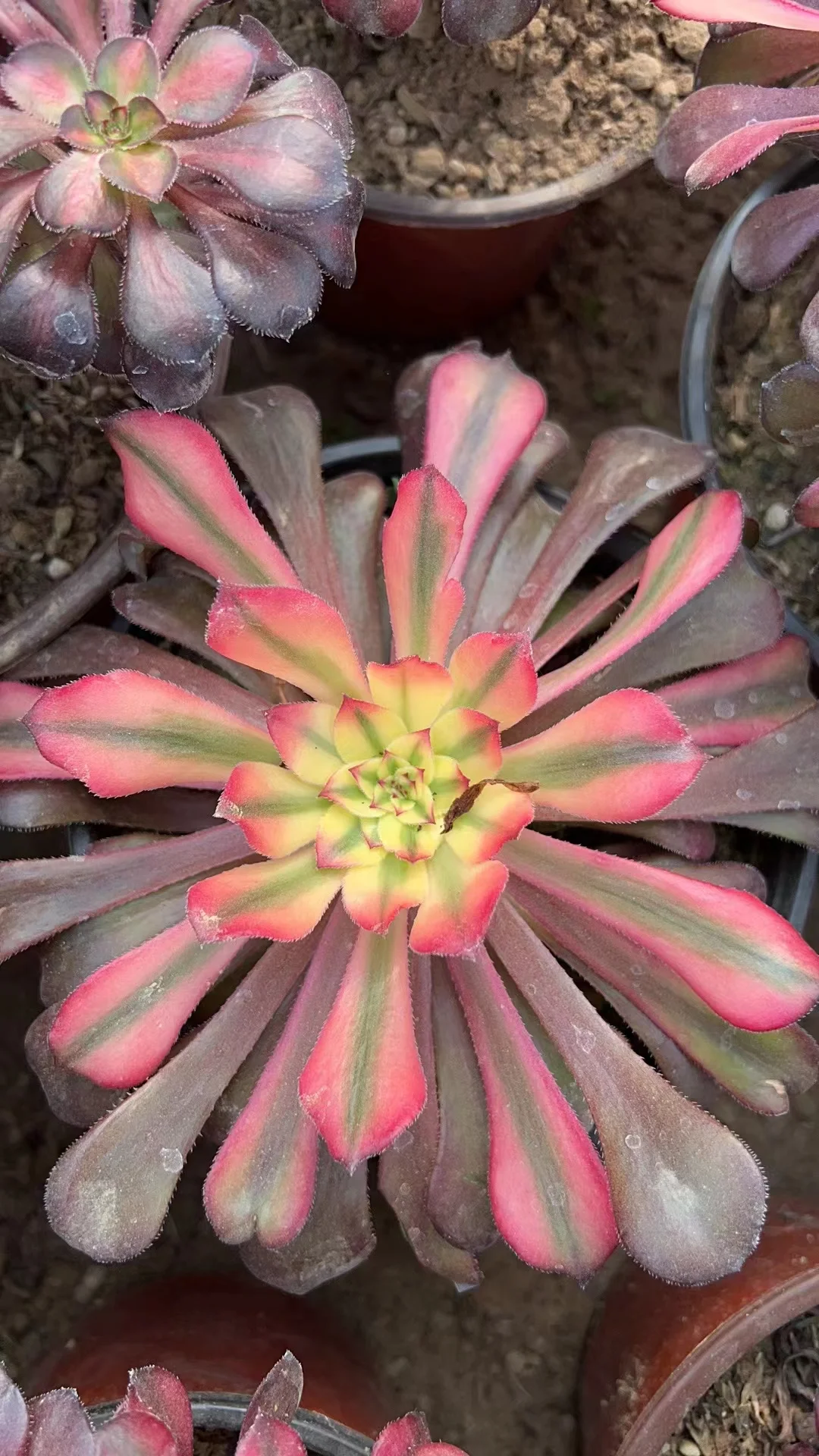 plant Aeonium Echeveria Haworthia  Caudex  Lithops Cactus  Agave 