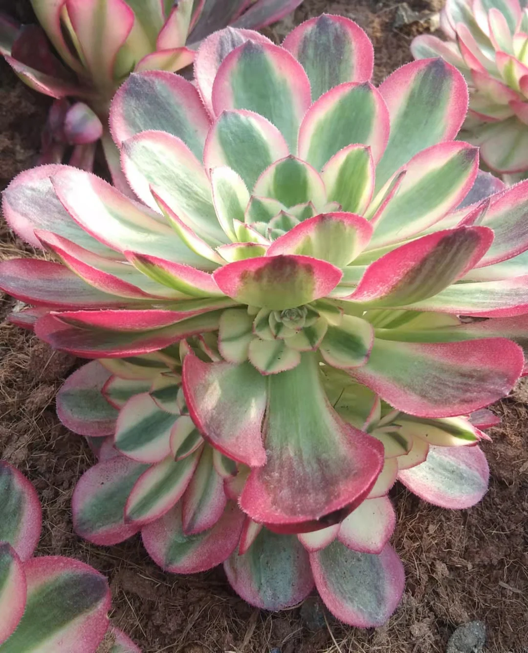 plant Aeonium Echeveria Haworthia  Caudex  Lithops Cactus  Agave 