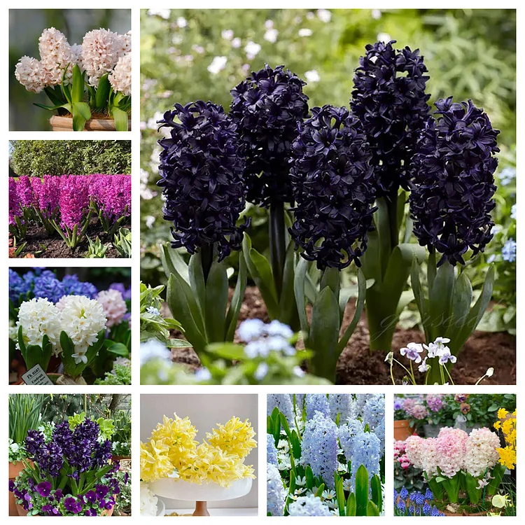 🔥King of Flowers👑Hyacinth Seeds