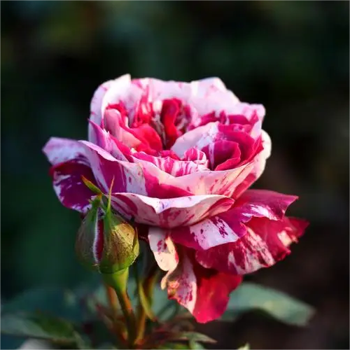 🌙Rosa chinensis - 'Variegata di Bologna’ Jonyparkseed®