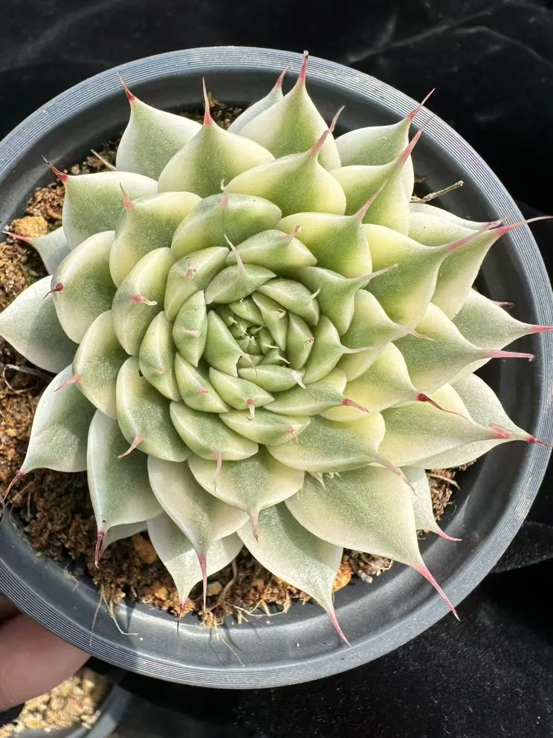 plant Aeonium Echeveria Haworthia  Caudex  Lithops Cactus  Agave 