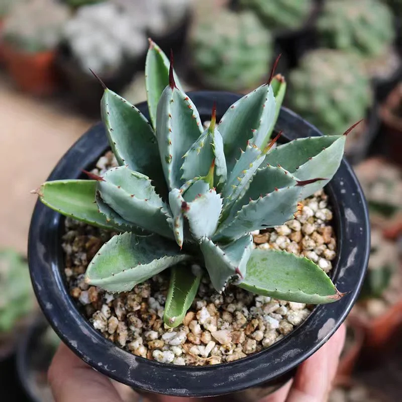 plant Aeonium Echeveria Haworthia  Caudex  Lithops Cactus  Agave 