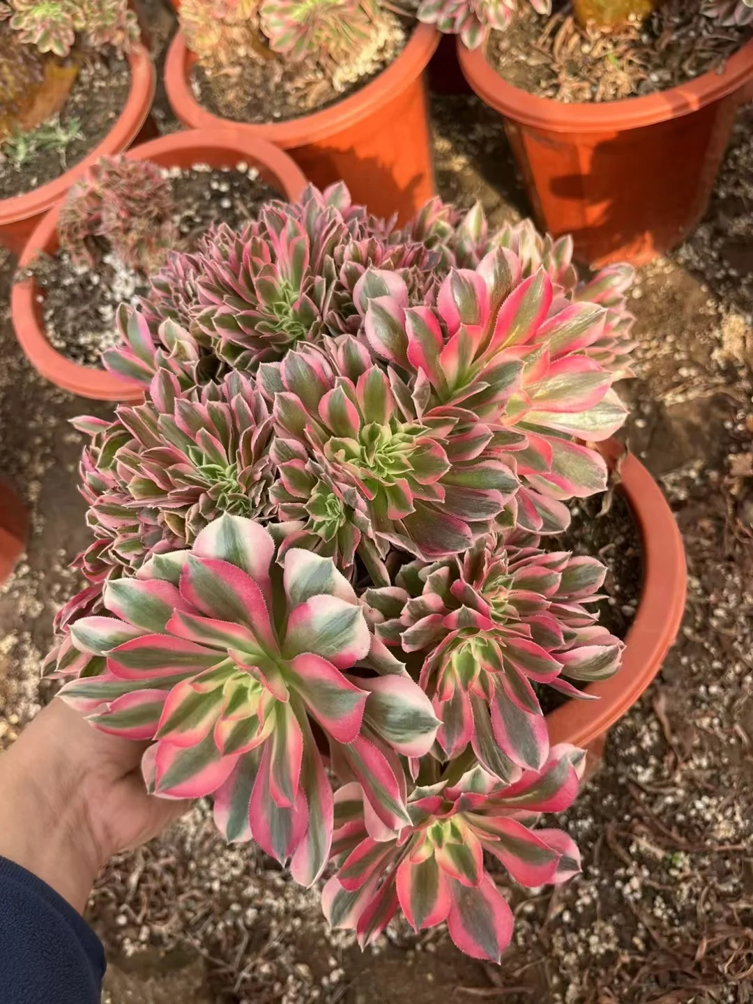 plant Aeonium Echeveria Haworthia  Caudex  Lithops Cactus  Agave 