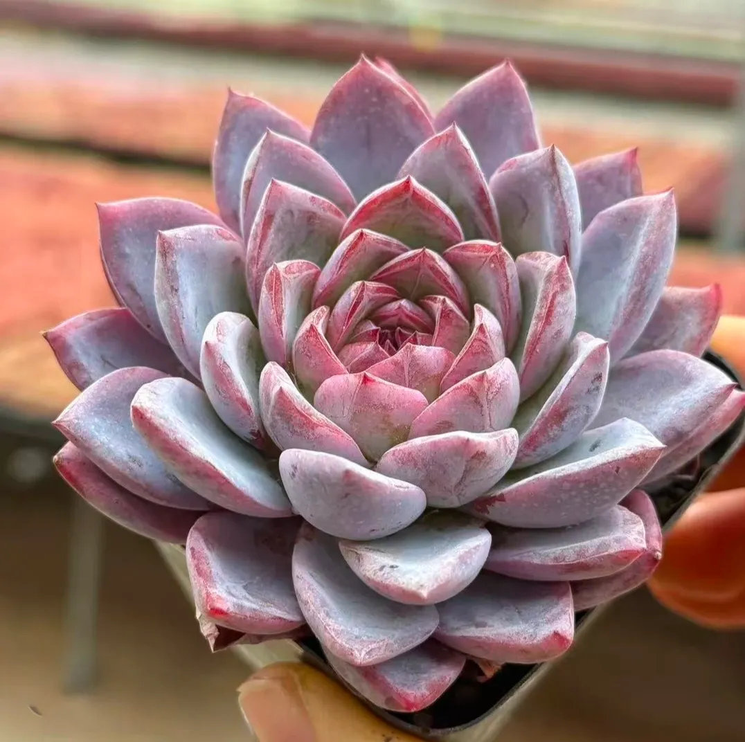 plant Aeonium Echeveria Haworthia  Caudex  Lithops Cactus  Agave 