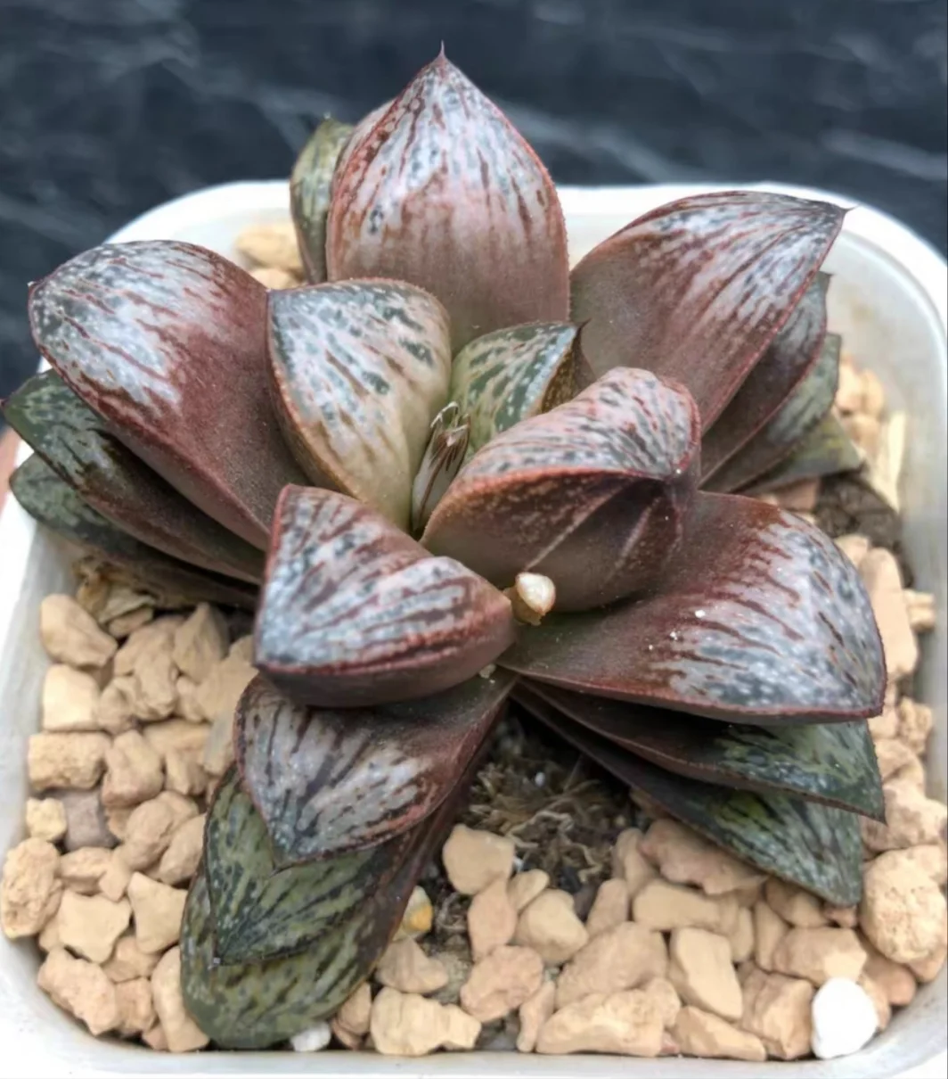 plant Aeonium Echeveria Haworthia  Caudex  Lithops Cactus  Agave 