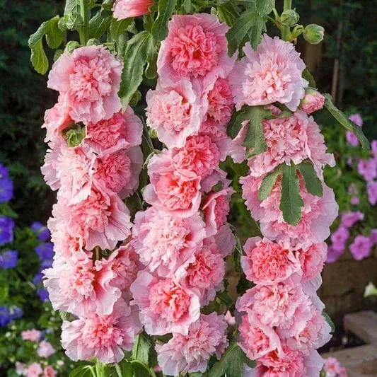 💐Double-flowered Hollyhock Seeds