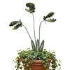 Metal Carnivorous Plant Garden Stake Weatherproof Large Venus Flytrap Plant Sculpture Rust Proof Painted Carnivorous Plants Garden Stake For Outdoor Gardens And Courtyards