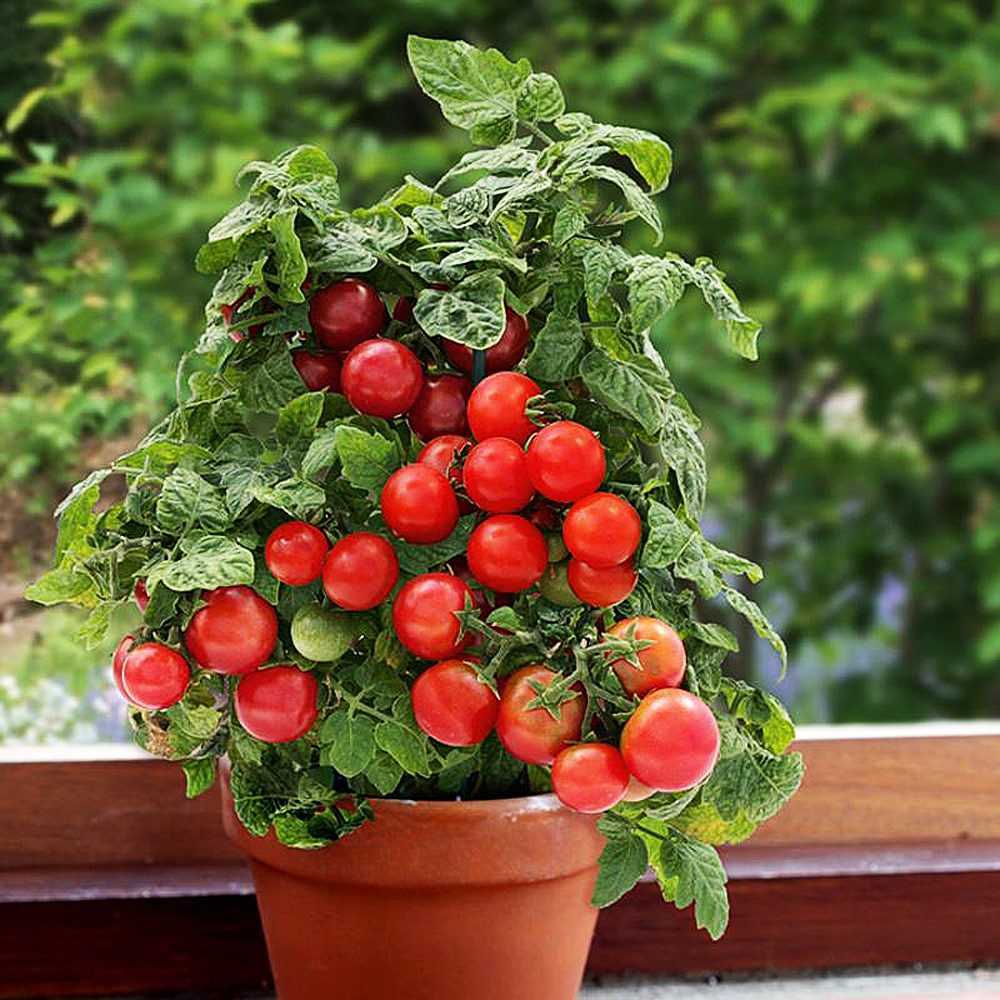 Tomato Seeds Bonsai Balcony Indoor Self-pollinating Vegetable Organic Non GMO Jonyparkseed®