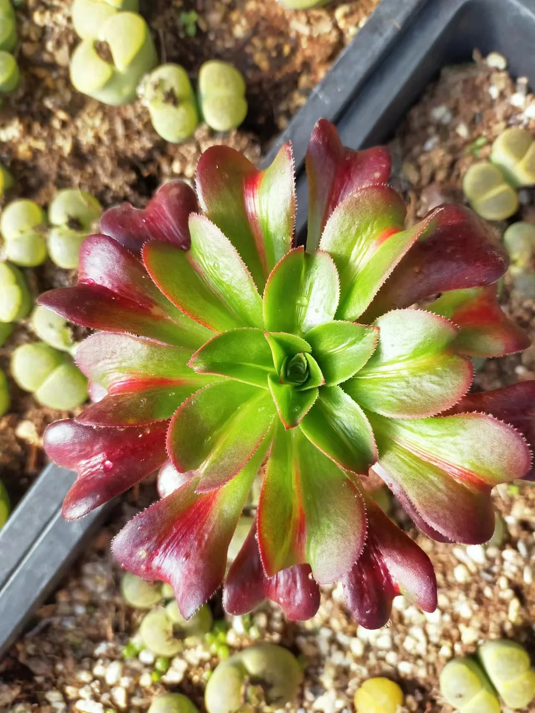 plant Aeonium Echeveria Haworthia  Caudex  Lithops Cactus  Agave 