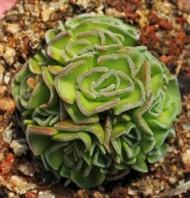 plant Aeonium Echeveria Haworthia  Caudex  Lithops Cactus  Agave 