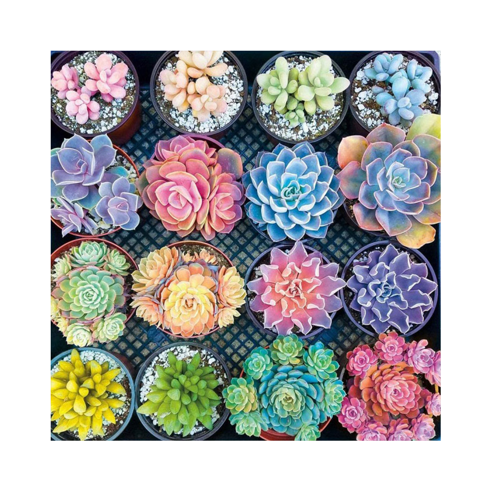 

Succulent Plants - Round Drill Diamond Painting - 40*40CM, 501 Original