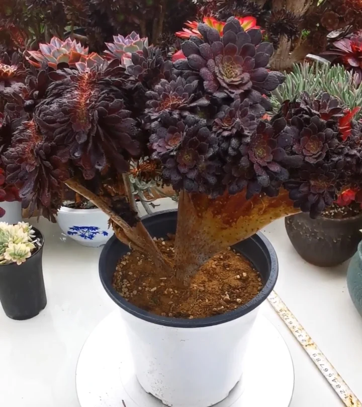 354.  Black copper crested cutting 6cm / Aeonium cutting/ Succulent plants / Garden landscape / Carefully select healthy plants