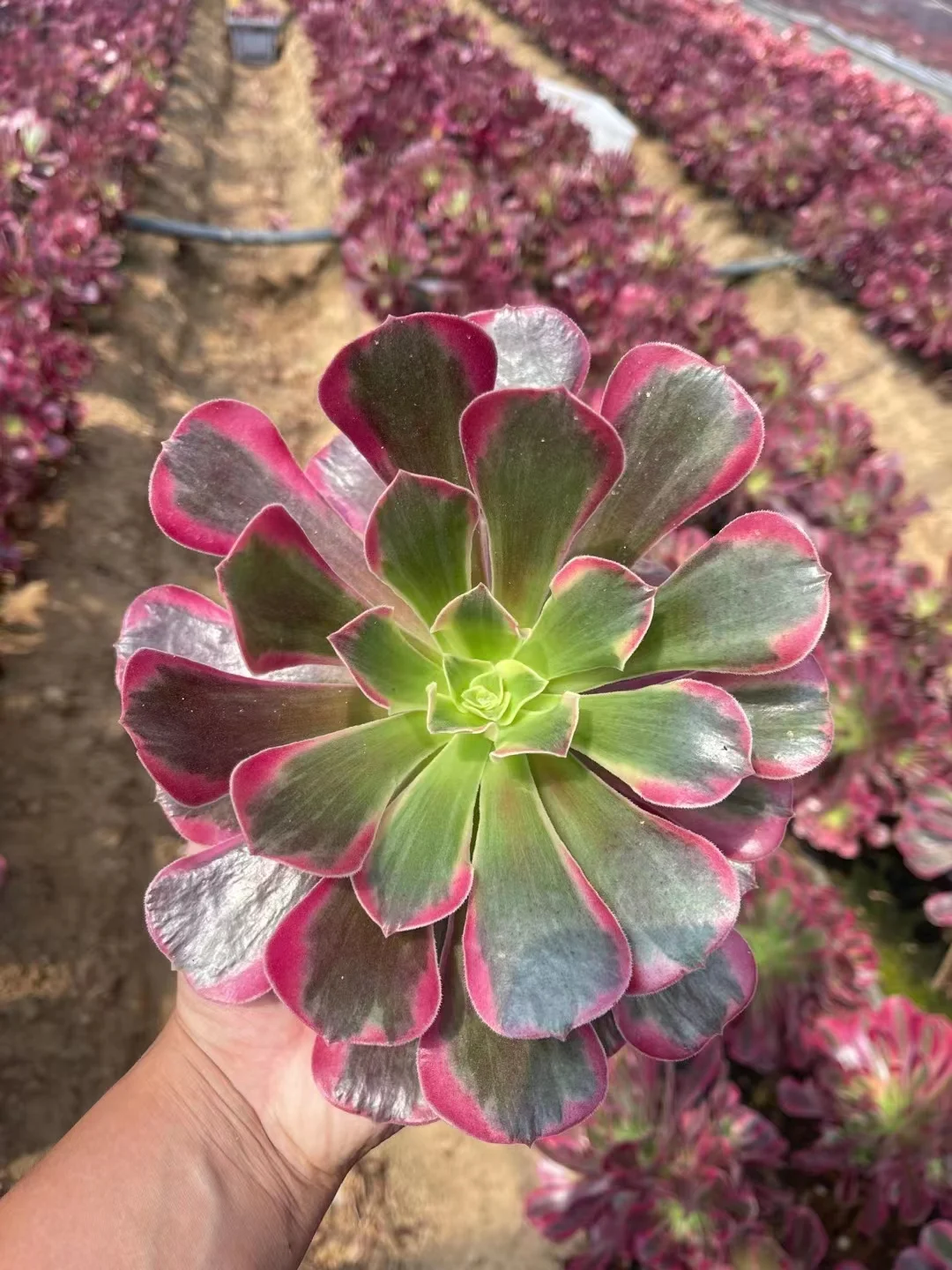 plant Aeonium Echeveria Haworthia  Caudex  Lithops Cactus  Agave 