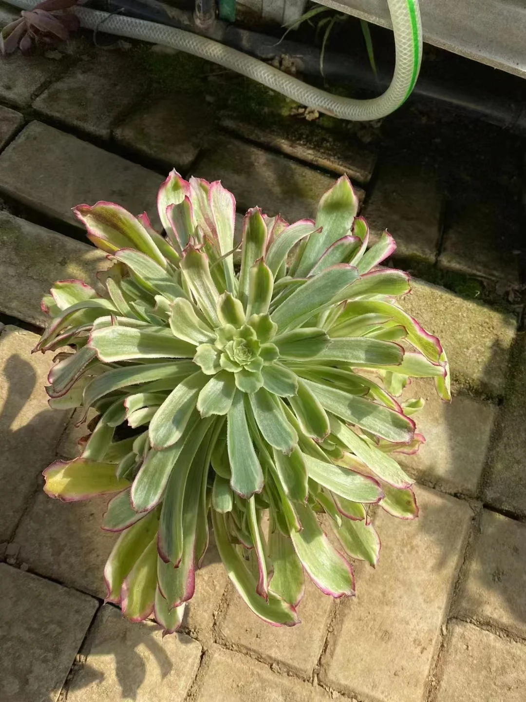   140. Green ink painting cutting 8-10cm  / Aeonium  / Succulent plants / Garden landscape / Carefully select healthy plants