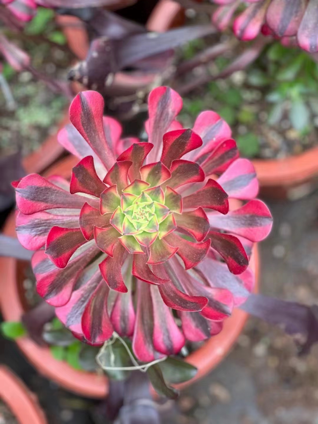 plant Aeonium Echeveria Haworthia  Caudex  Lithops Cactus  Agave 