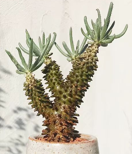 plant Aeonium Echeveria Haworthia  Caudex  Lithops Cactus  Agave 