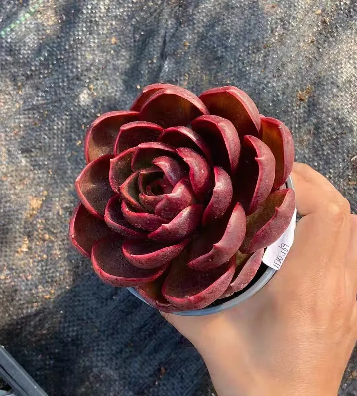 plant Aeonium Echeveria Haworthia  Caudex  Lithops Cactus  Agave 