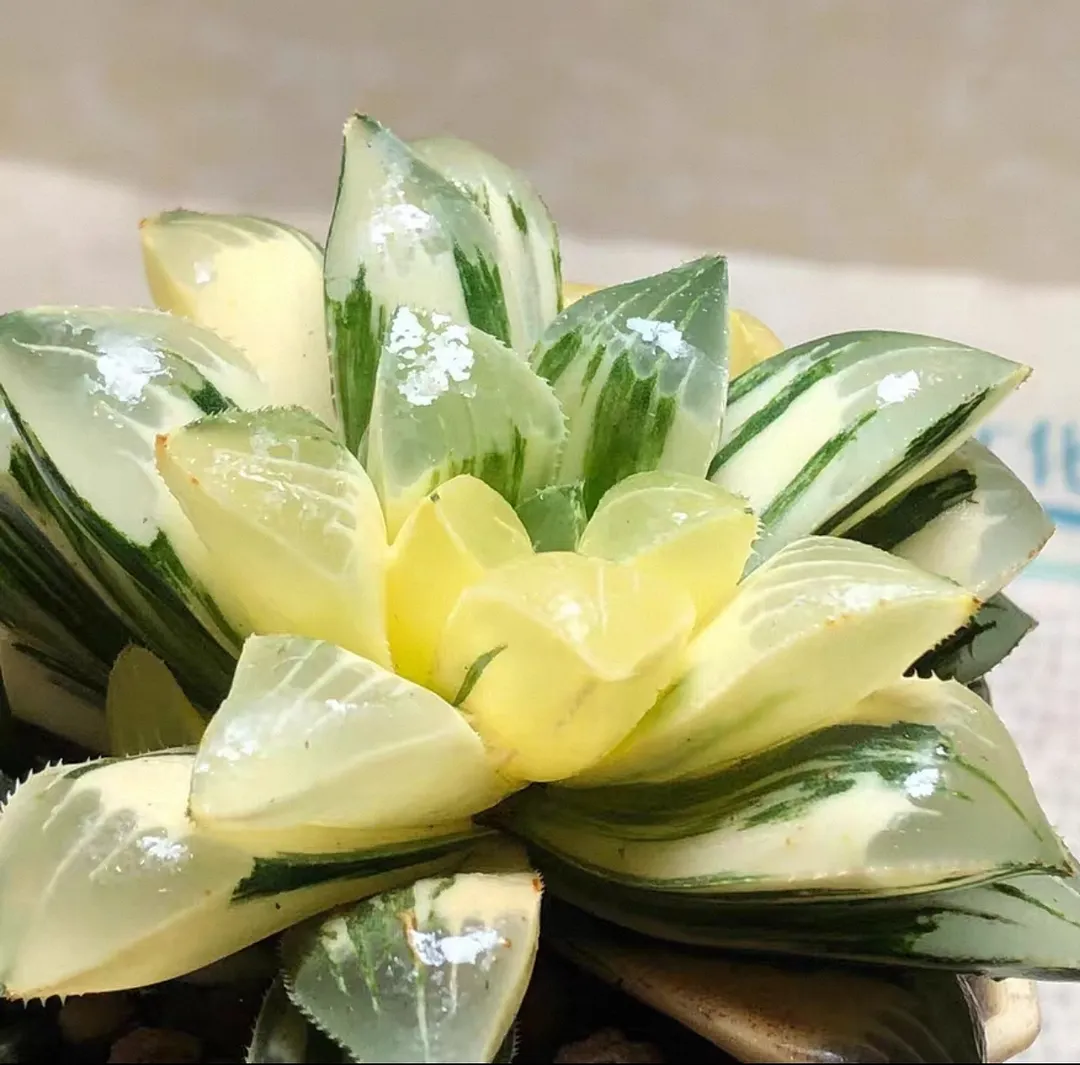 plant Aeonium Echeveria Haworthia  Caudex  Lithops Cactus  Agave 