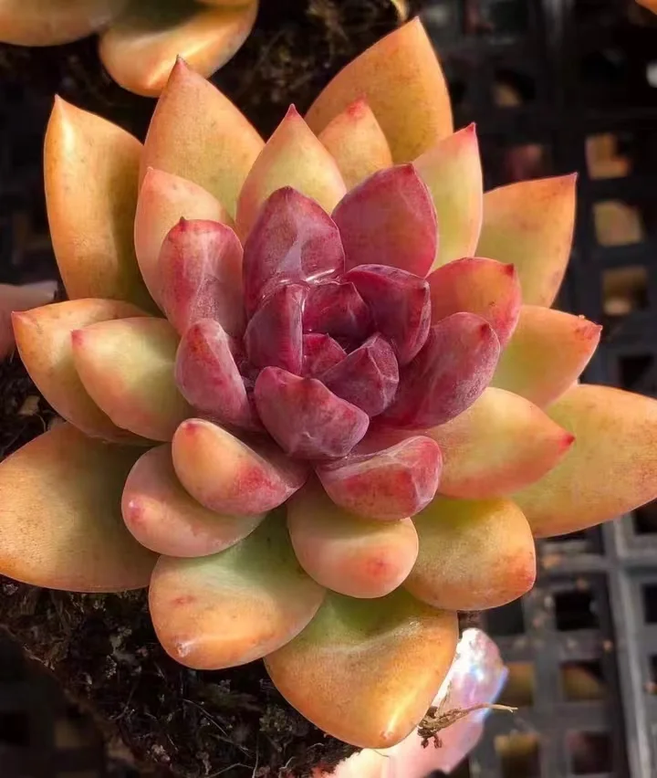 plant Aeonium Echeveria Haworthia  Caudex  Lithops Cactus  Agave 