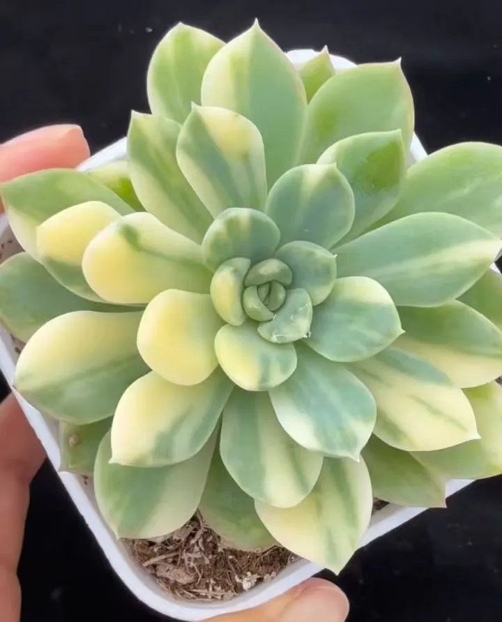 plant Aeonium Echeveria Haworthia  Caudex  Lithops Cactus  Agave 