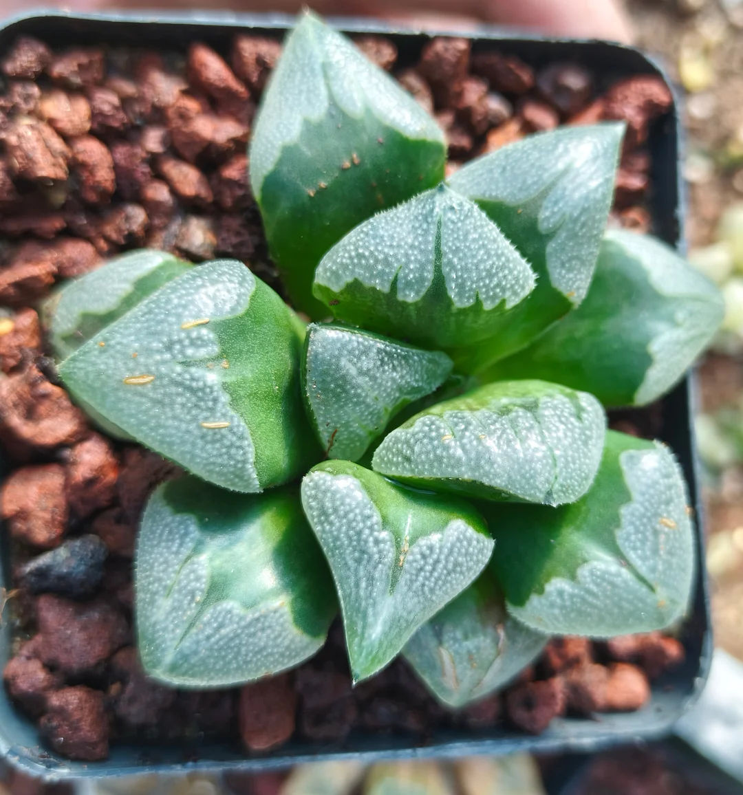 plant Aeonium Echeveria Haworthia  Caudex  Lithops Cactus  Agave 