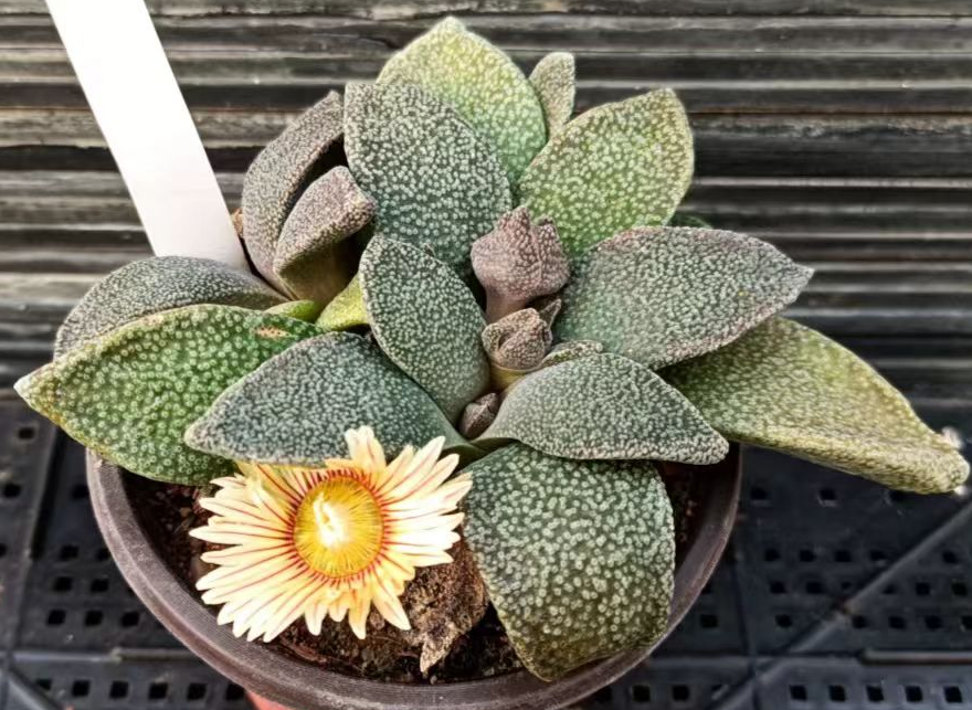 plant Aeonium Echeveria Haworthia  Caudex  Lithops Cactus  Agave 