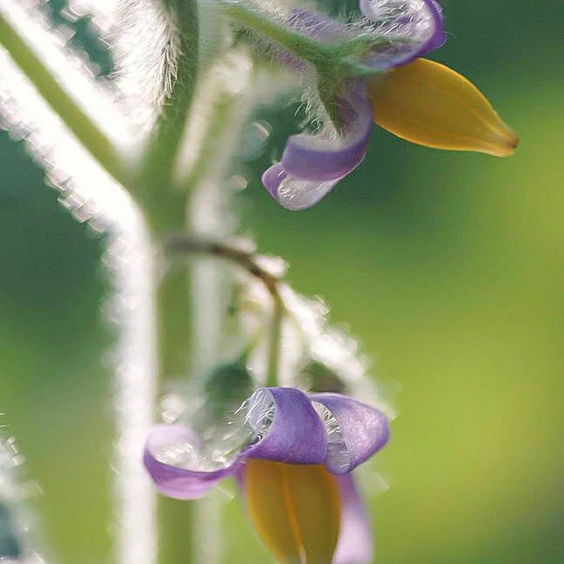 Rare Exotic Nipple Fruit Seed